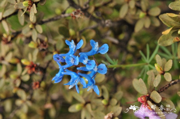 陕西紫堇Corydalis shensiana 陕西紫堇Corydalis shensiana