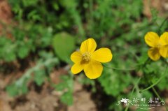 秃疮花Dicranostigma leptopodum