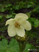 全缘叶绿绒蒿Meconopsis integrifolia