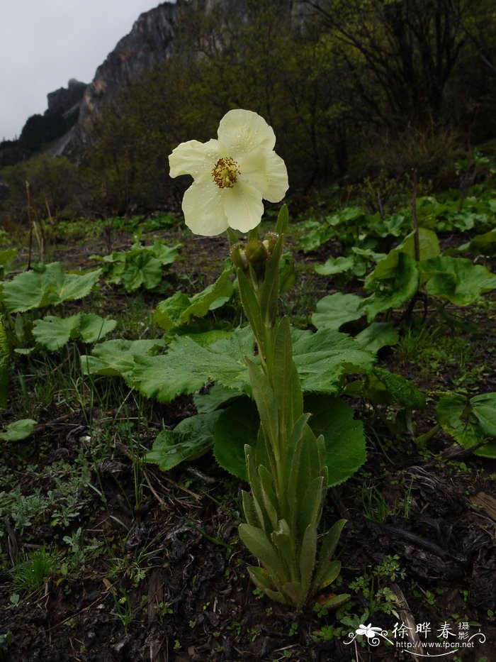 全缘叶绿绒蒿Meconopsis integrifolia 全缘叶绿绒蒿Meconopsis integrifolia