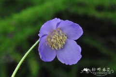 五脉绿绒蒿Meconopsis quintuplinervia