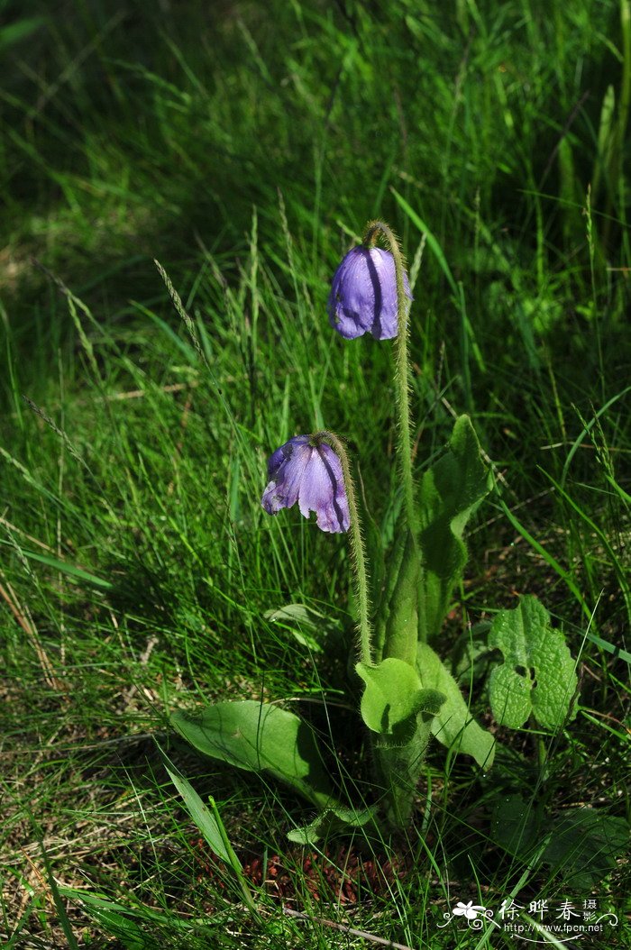 五脉绿绒蒿meconopsis quintuplinervia-花卉图片网