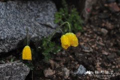 野罂粟Papaver nudicaule