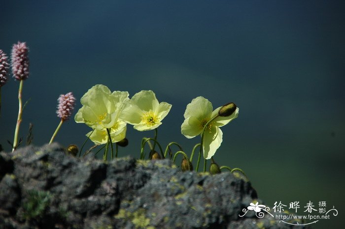 长白罂粟Papaver radicatum var. pseudo-radicatum 长白罂粟Papaver radicatum var. pseudo-radicatum