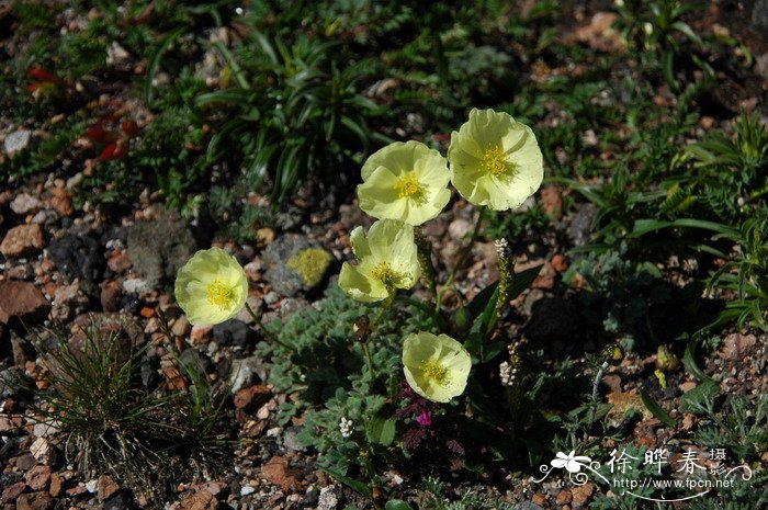 长白罂粟Papaver radicatum var. pseudo-radicatum 长白罂粟Papaver radicatum var. pseudo-radicatum