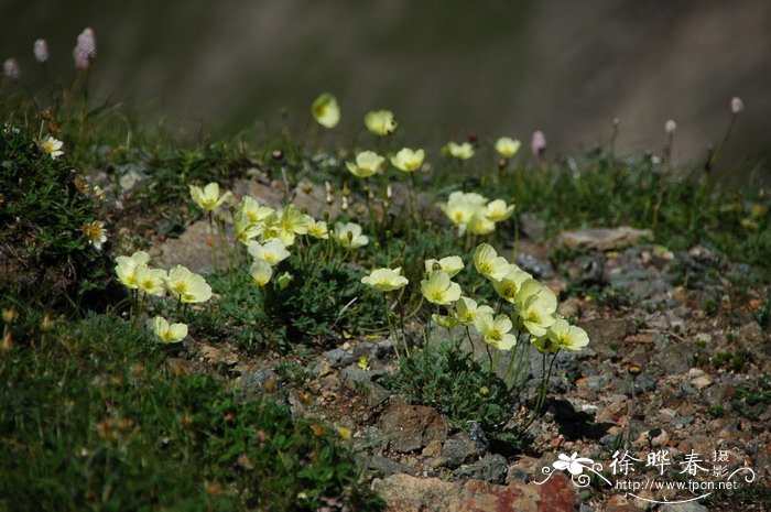 长白罂粟Papaver radicatum var. pseudo-radicatum
