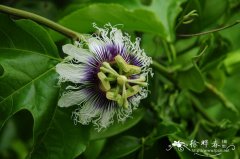 鸡蛋果Passiflora edulis