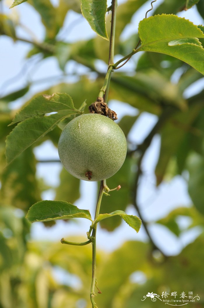 鸡蛋果Passiflora edulis 鸡蛋果Passiflora edulis