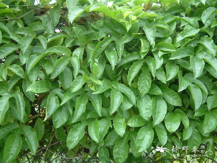 鸡蛋果Passiflora edulis