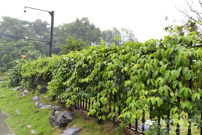 鸡蛋果Passiflora edulis