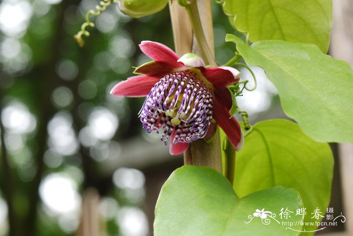 翅茎西番莲Passiflora alata