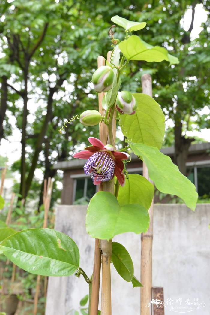 翅茎西番莲Passiflora alata