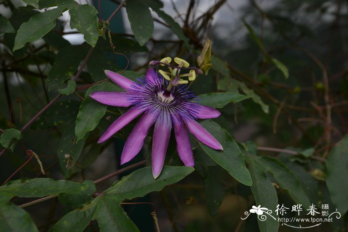 紫花西番莲Passiflora amethystina