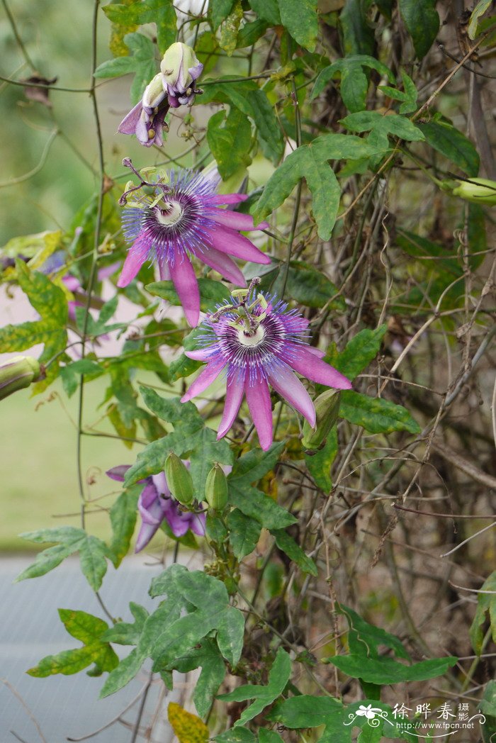 紫花西番莲Passiflora amethystina