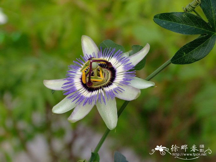 西番莲Passiflora caerulea 西番莲Passiflora caerulea