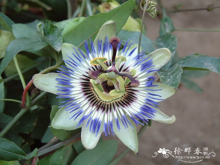 西番莲Passiflora caerulea 西番莲Passiflora caerulea