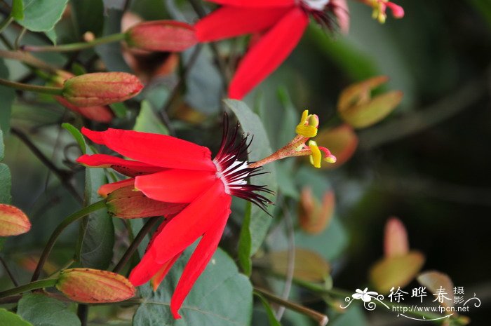 红花西番莲Passiflora miniata 红花西番莲Passiflora miniata