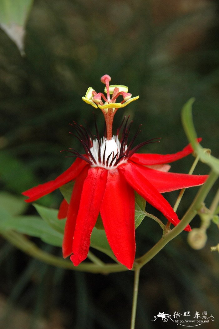 红花西番莲Passiflora miniata 红花西番莲Passiflora miniata