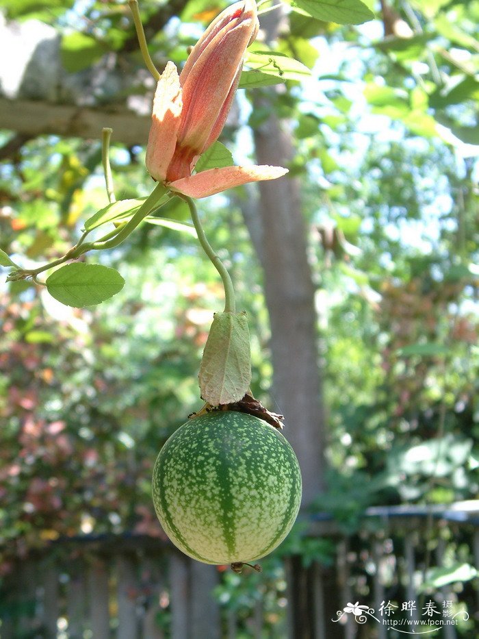 红花西番莲Passiflora miniata 红花西番莲Passiflora miniata