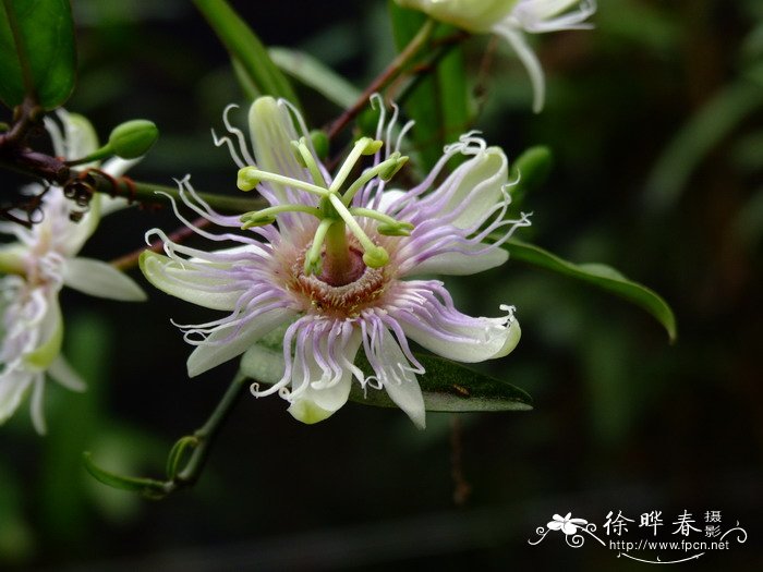 蛇王藤Passiflora cochinchinensis 蛇王藤Passiflora cochinchinensis