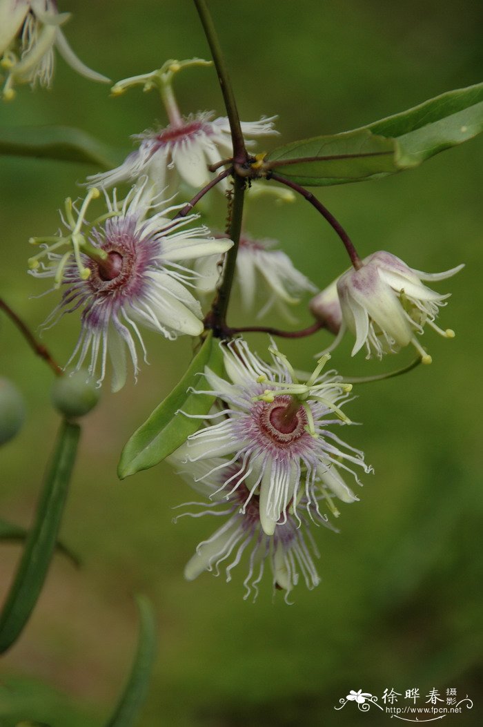 蛇王藤passiflora cochinchinensis