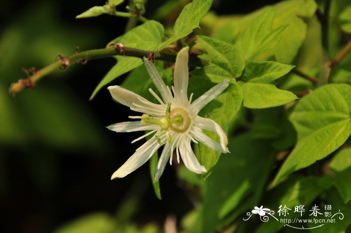 杯叶西番莲Passiflora cupiformis 杯叶西番莲Passiflora cupiformis