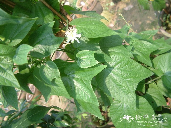 杯叶西番莲Passiflora cupiformis 杯叶西番莲Passiflora cupiformis