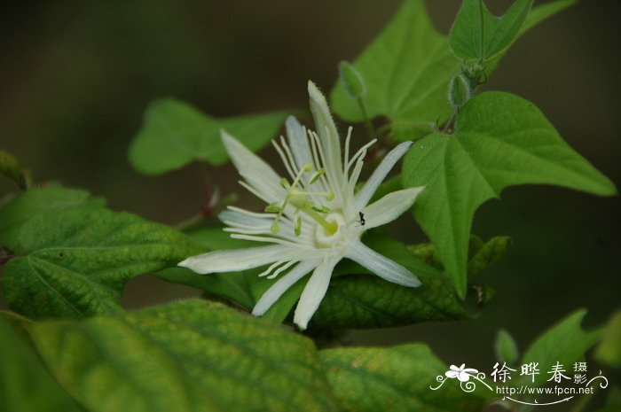 杯叶西番莲Passiflora cupiformis 杯叶西番莲Passiflora cupiformis