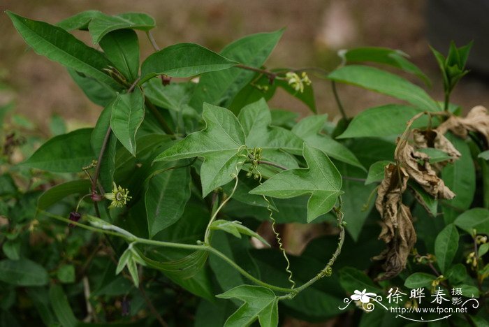 三角叶西番莲Passiflora suberosa 三角叶西番莲Passiflora suberosa