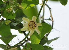 尤卡坦西番莲Passiflora yucatanensis