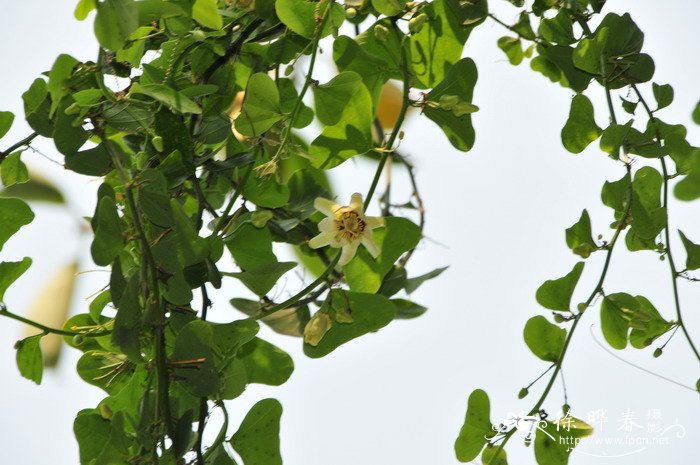 尤卡坦西番莲Passiflora yucatanensis