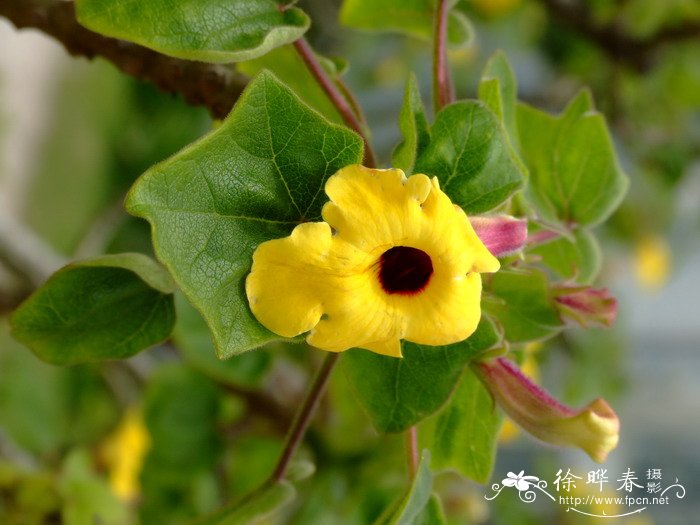 黄花胡麻Uncarina grandidieri