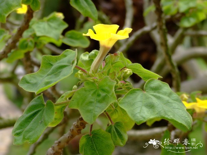黄花胡麻Uncarina grandidieri 黄花胡麻Uncarina grandidieri
