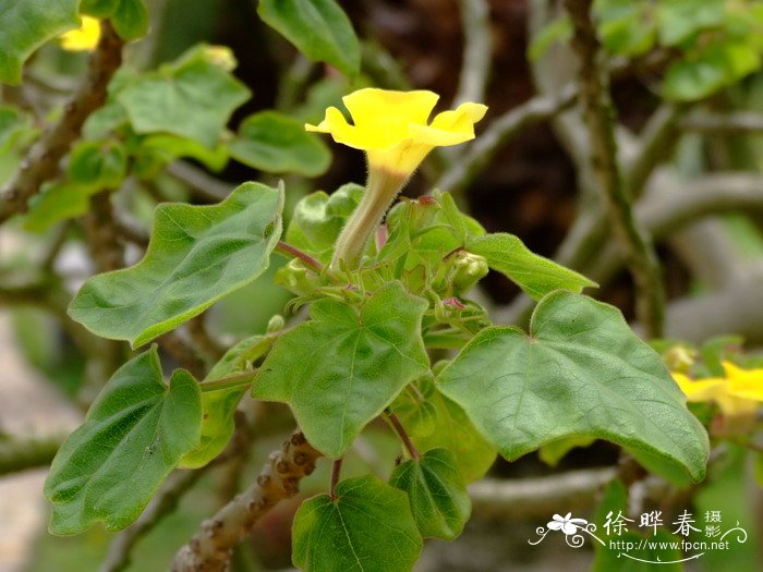 黄花胡麻Uncarina grandidieri