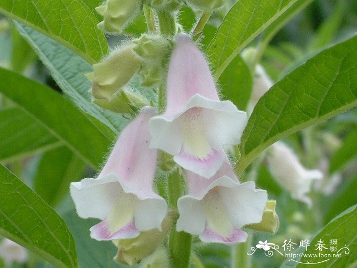 芝麻Sesamum indicum 芝麻Sesamum indicum