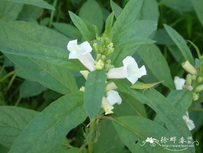 芝麻Sesamum indicum