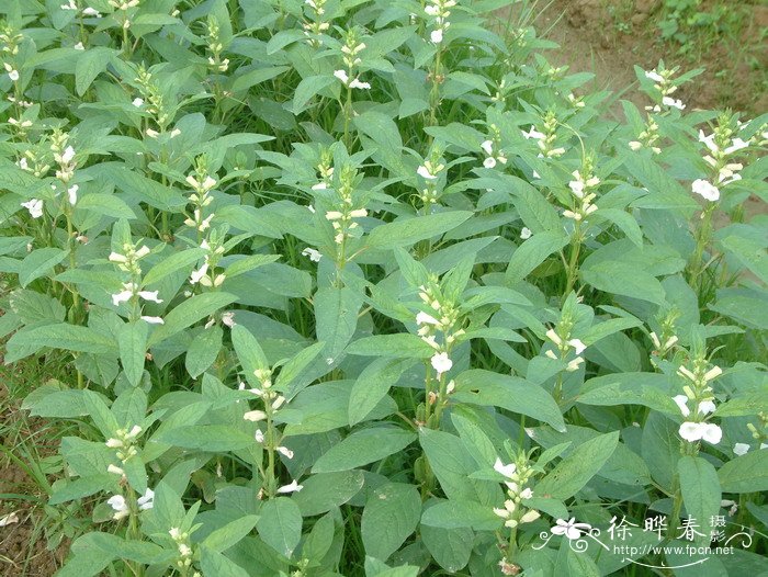 芝麻Sesamum indicum