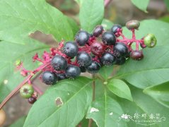 垂序商陆Phytolacca americana