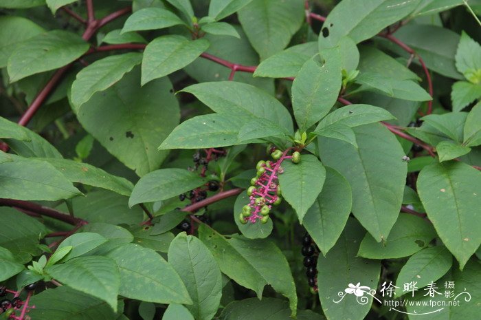 垂序商陆Phytolacca americana