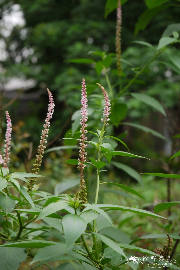 多雄蕊商陆Phytolacca polyandra