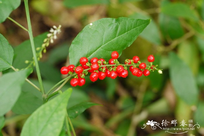 蕾芬Rivina humilis 蕾芬Rivina humilis