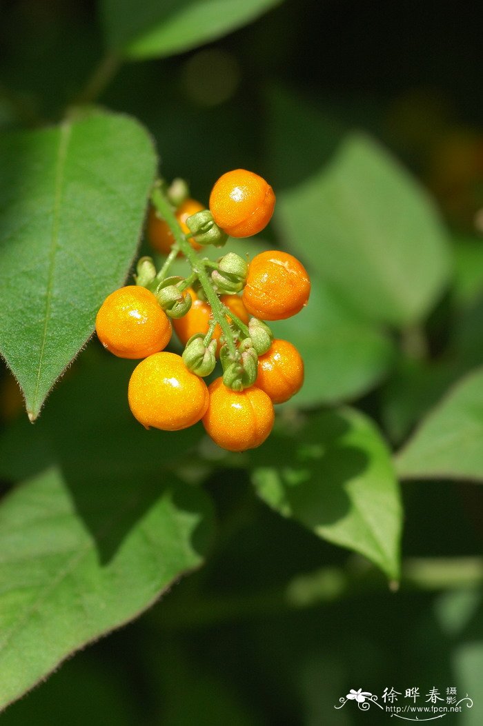 蕾芬Rivina humilis 蕾芬Rivina humilis