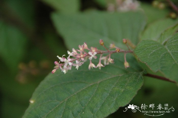 蕾芬Rivina humilis 蕾芬Rivina humilis