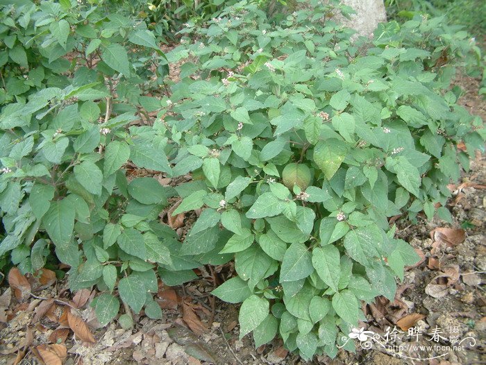 蕾芬Rivina humilis 蕾芬Rivina humilis