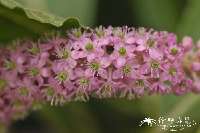 商陆Phytolacca octandra