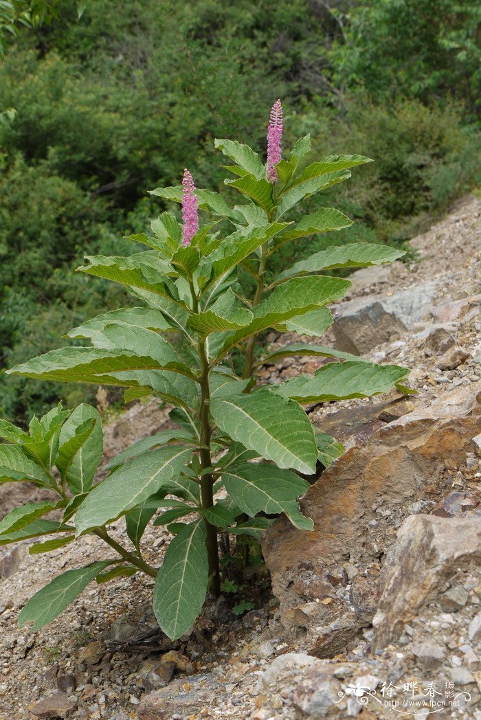 商陆Phytolacca octandra