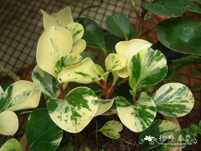 斑叶豆瓣绿Peperomia arifolia ‘Variegata’