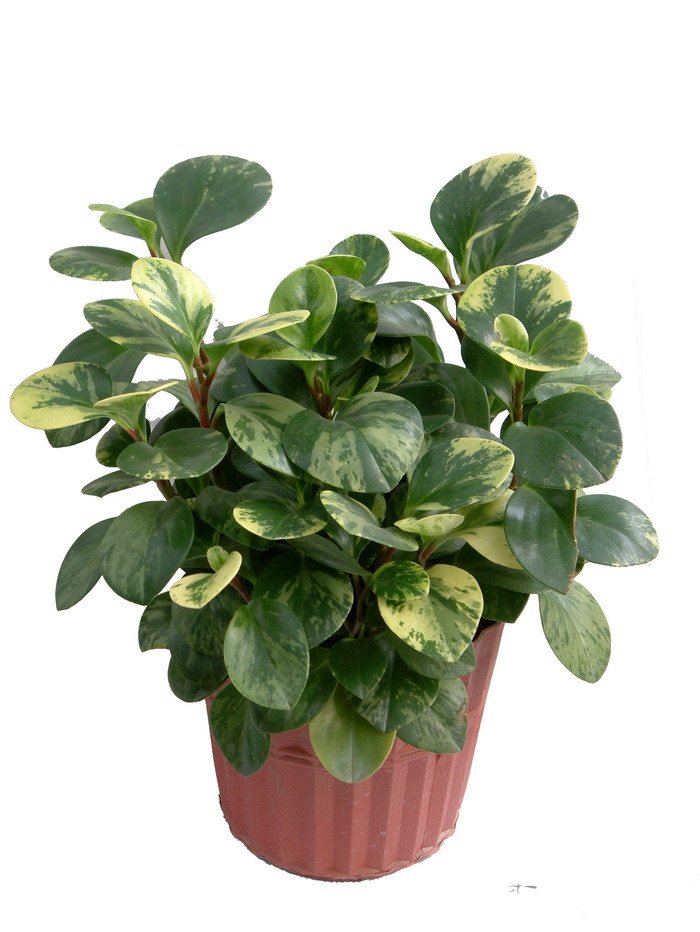 斑叶豆瓣绿Peperomia arifolia ‘Variegata’