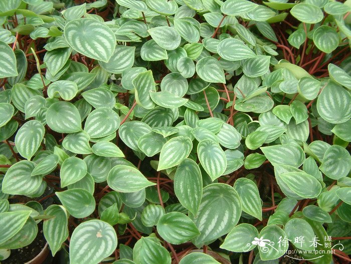 西瓜皮椒草Peperomia argyreia