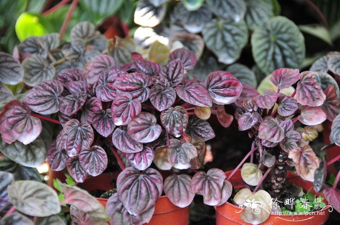 红皱椒草Peperomia caperata ‘Autumn Leaf’ 红皱椒草Peperomia caperata ‘Autumn Leaf’